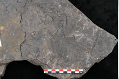 Foto (Detailansicht) von Camptoteris sp. (NHMW-GEO-2024-0188-10650)